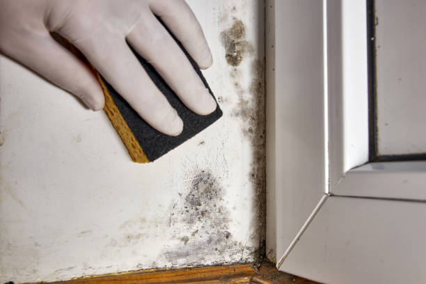 Best Commercial Mold Inspection  in Jackson, LA