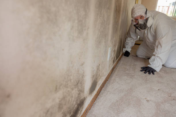 Best Mold Documentation for Insurance Claims  in Jackson, LA